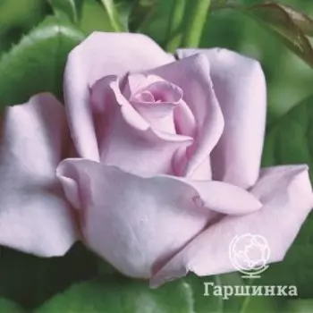 Роза Блю Мун чайно-гибридная