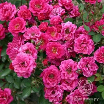 Роза Блю Парад миниатюрная, Imperial Rose