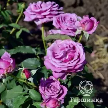 Роза Блю Парфюм чайно-гибридная