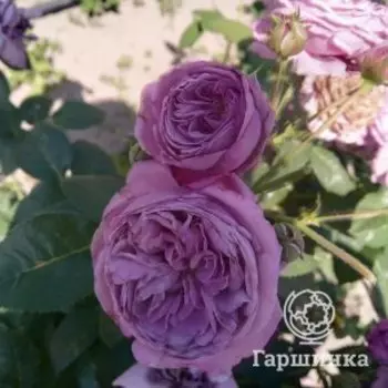 Роза Блю Скай Фри