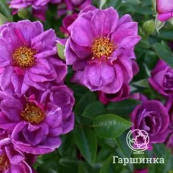 Роза Блюнетт миниатюрная, Imperial Rose