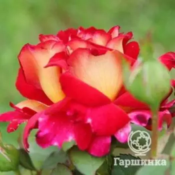 Роза Большой Театр чайно-гибридная, Топалович