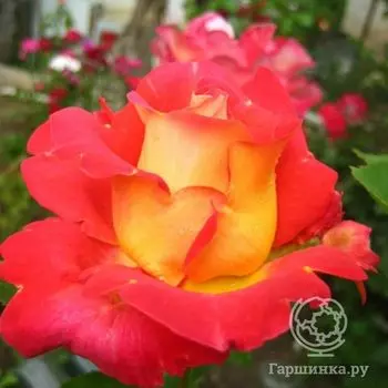Роза Бонанза кустарниковая, Imperial Rose