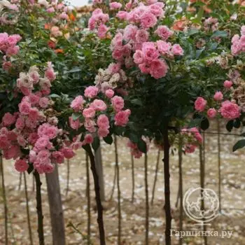 Роза Боника на штамбе 90 см