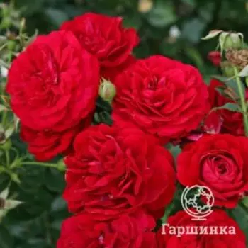 Роза Бордо флорибунда, Топалович