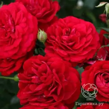 Роза Бордо флорибунда, Топалович