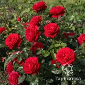 Роза Бордо, Кордес