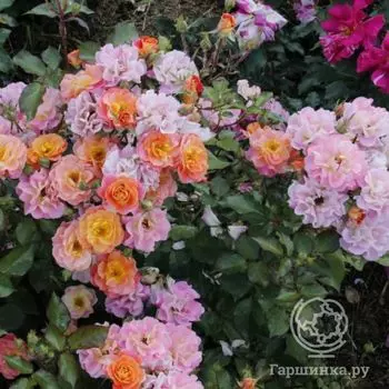 Роза Бордюр Камае, Дельбар