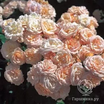 Роза Бордюр Накрэ, Дельбар