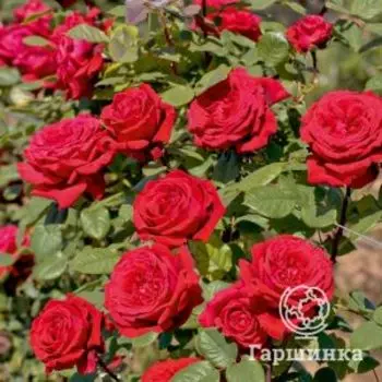 Роза Ботеро чайно-гибридная, Imperial Rose