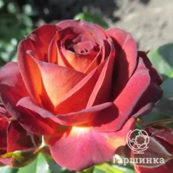 Роза Браун Шугар, Питомник роз Королева Роза