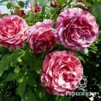 Роза Брауни чайно-гибридная, Топалович