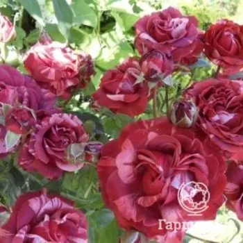 Роза Брауни