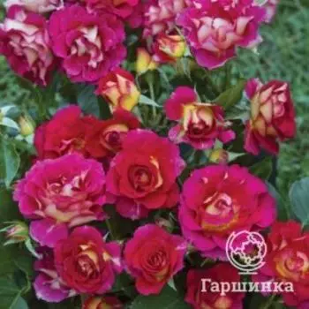 Роза Брера, Барни