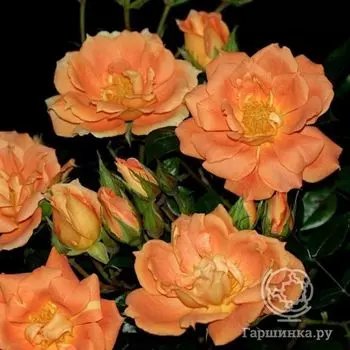 Роза Бридж оф Сайз, Харкнесс