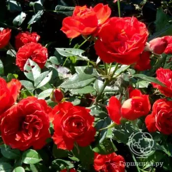 Роза Бриллиант Мейландина миниатюрная, Imperial Rose