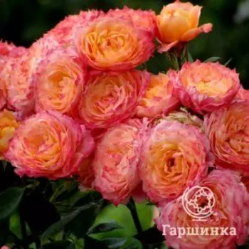 Роза Бриоза, Питомник Розы Фокино