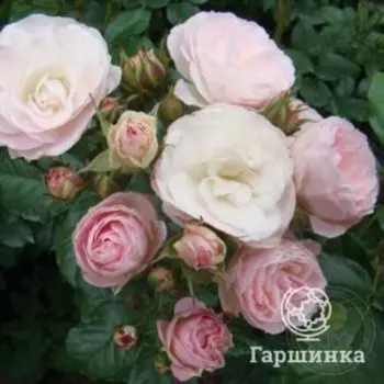 Роза Букет Парфэ, Питомник роз Тимофей