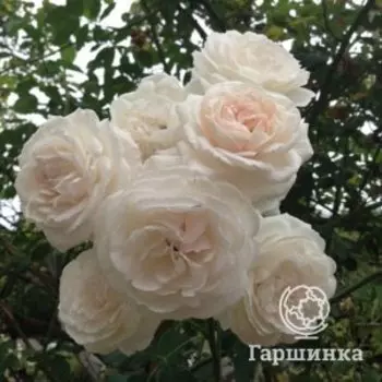 Роза Буль Де Неж