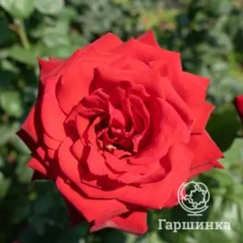 Роза Бургунд 81 чайно-гибридная