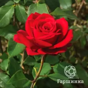 Роза Бургунди Ваза, Фено Гено