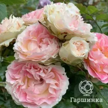 Роза Цезарь
