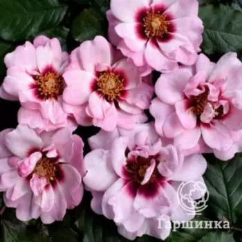 Роза Чьюделайт, Питомник роз