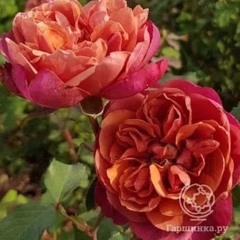 Роза Ча Ча миниатюрная, Imperial Rose