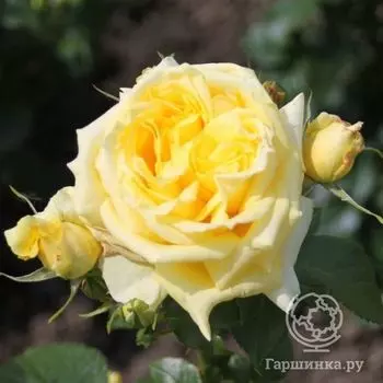 Роза Чайна Герл флорибунда