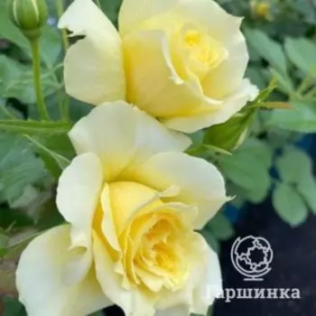 Роза Чайна Герл флорибунда