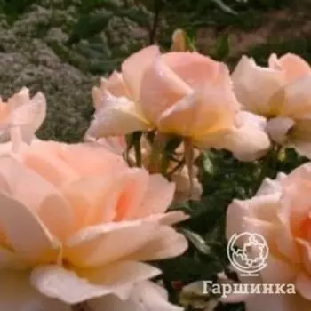 Роза Чандос Бьюти,Питомник роз Фокиных