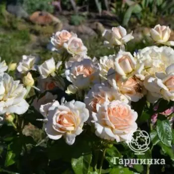Роза Чандоз Бьюти чайно-гибридная, Imperial Rose