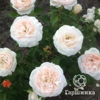 Роза Чарити, Питомник роз