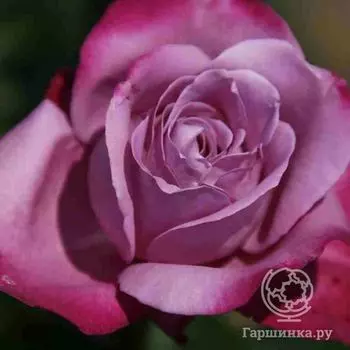 Роза Чарли чайно-гибридная, Топалович