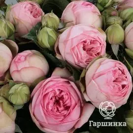 Роза Чармин Пиано чайно-гибридная