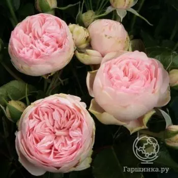 Роза Чарминг Пиано чайно-гибридная, Тантау