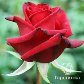 Роза Черная Магия чайно-гибридная