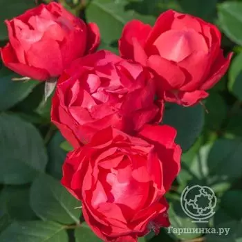 Роза Черри Боника, Мейян