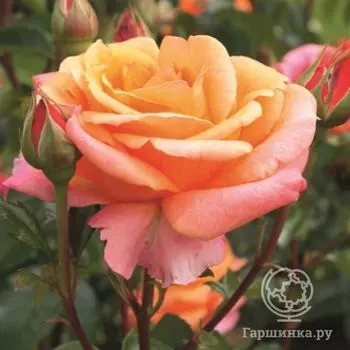 Роза Черри Бренди чайно-гибридная, Топалович