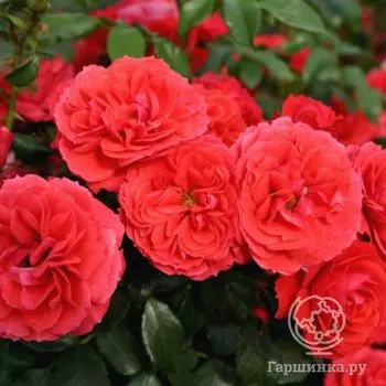 Роза Черри Герл флорибунда, Топалович