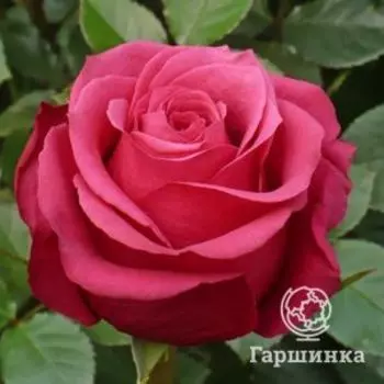 Роза Черри О,