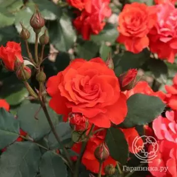 Роза Чин Чин флорибунда, Imperial Rose