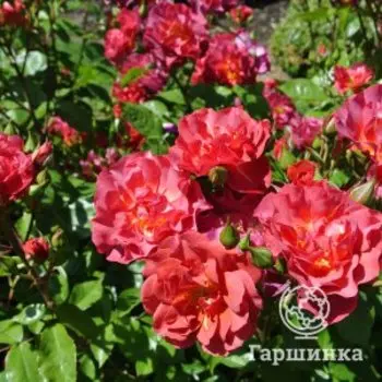 Роза Чинко де Майо