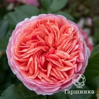 Роза Чиппендейл чайно-гибридная