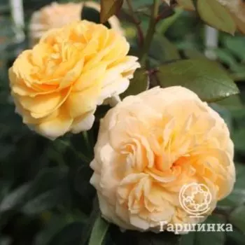 Роза Чиппендейл Голд, Питомник Розы Фокино