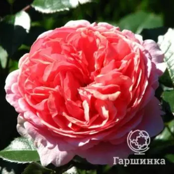 Роза Чипендейл, Тантау