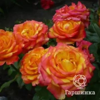 Роза Циркус флорибунда