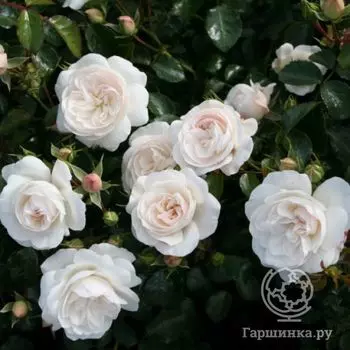 Роза Цитадель почвопокровная