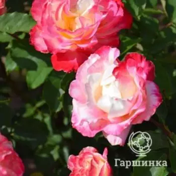 Роза Дабл Делайт чайно-гибридная