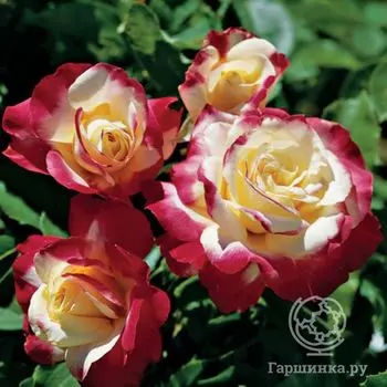 Роза Дабл Делайт чайно-гибридная, Imperial Rose